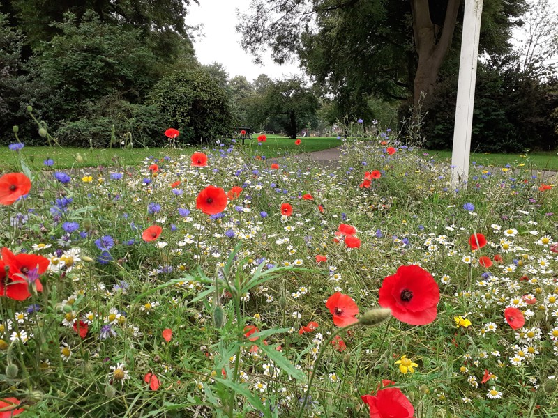 Image of wild flowers.