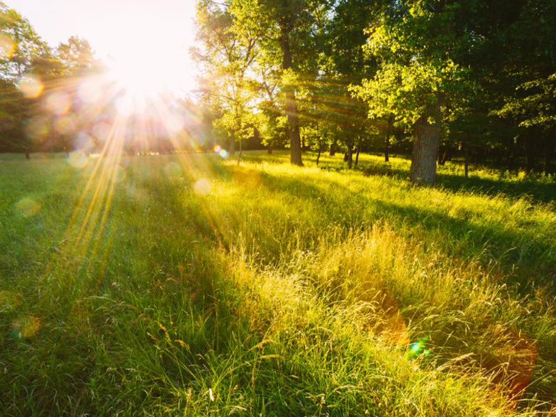 Image of the sun shining through the trees onto a field.