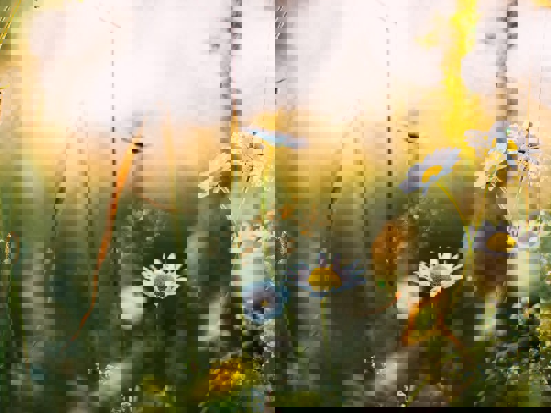 Image of up close daisy's growing in the wild.