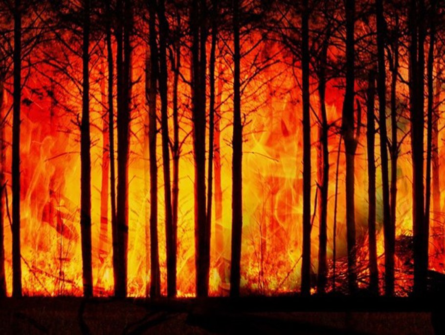 Image of a forest fire